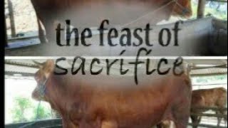 THE FEAST OF SACRIFICE // PERAYAAN QURBAN