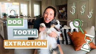 My Dog's Tooth Extraction - Our Experience from Fracture to Recovery