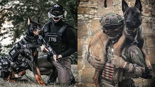 Top10 perros Letales usados por militares y policias