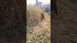 Corn crop cutting #pashtomusic #beautifultravel #syedaminkhantv #swattour #corn #corncrop