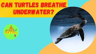 Can my turtle breathe underwater? | Can turtles drown?