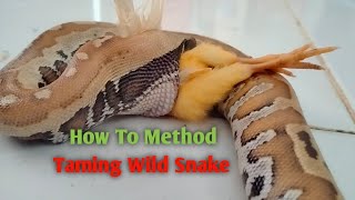 How To Method For Taming Wild Animals/Blood Python