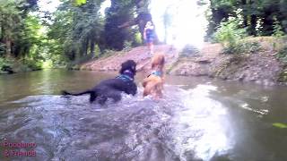 The boys swimming at lullingstone #poodarooandfriendscanicross #poodleswimming