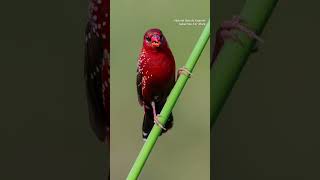 The red avadavat (Amandava amandava), red munia or strawberry finch.#birds#shorts#bird#short#youtube