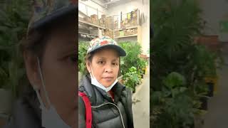 Plants in home depot #shorts #short #homedepot #plants