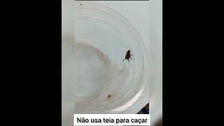 ARANHA-PAPA-MOSCA (HASARIUS) - ANIMAIS QUE VOCÊ PROVAVELMENTE JÁ VIU