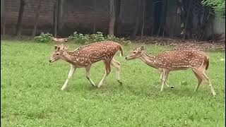 হরিন কিভাবে খায় দেখুন। হরিন পালন বাংলাদেশে