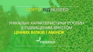 СОРГО від Nuseed Україна. Для компанії Agro marketing Group