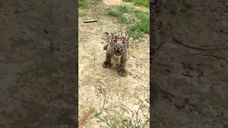 A leopard cub spotted in the village of Gogunda, Udaipur.