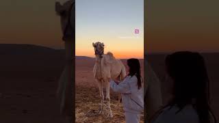 Agafay Desert tour 🐪 join Camel ride quad dinner and show@starrymoroccotours #starrymoroccotours