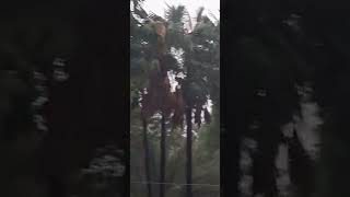 Heavy Rain in Tadipatri