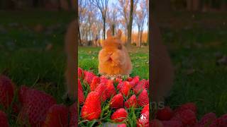 Rabbit Mom 🐇🐰you can't guess how many to go in, Videos cute momment never know before #cute #rabbit