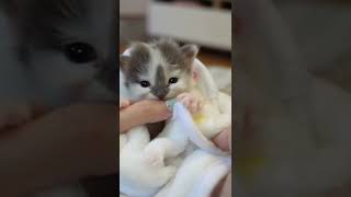 newborn baby cat