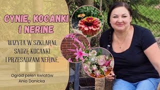 Cynie, kocanki (nieśmiertelnik) i nerine. Wizyta w szklarni, sadzę kocanki i przesadzam nerine.