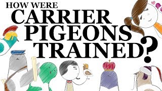 How Were Carrier Pigeons Trained?