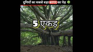 World's Largest Banyan Tree 🌳🌏| दुनियाँ का सबसे बड़ा बरगद का पेड़ | #shorts #ytshorts #facts