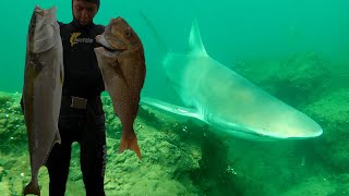 SPEARFISHING | Big Kingfish & Snapper schools | Harbour Diving | CATCH & COOK