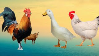 Menangkap ayam lucu, Ayam Warna Warni, Bebek, Angsa, Ikan, Kucing, Kura-kura, Marmut, Animal Cute #3