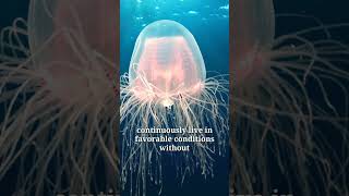 The Incredible Journey of the Immortal Jellyfish: Nature's Eternal Wonder