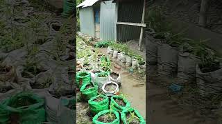 বস্তায় আদা চাষ #viral #agriculture #farming #কৃষি