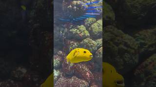 Guineafowl puffer 🐡 #pufferfish #marine #singapore #aquarium #youtubeshorts #shorts #yellow