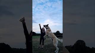 The Big Dog Jumps Up In Slow Motion