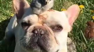 Funny and Cute French Bulldog Puppies Compilation #1   Most Funny Dogs