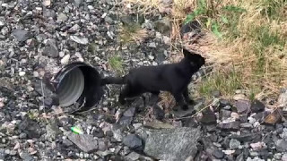 Walking dog and cat together