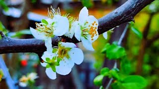 #Spring_season_2022 #Blooming_flower ( Nai_lagda)