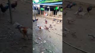 gà tây bắc - gà rừng tây bắc #video #taybac #garung #dacsantaybac #shorts #shortvideo #amthuc #hay