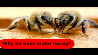 Why do bees make honey? #shorts #bee #honey