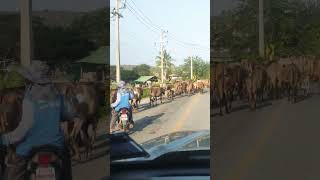 😱 Another one!! only in Thailand 😁☺️ Cow's..