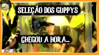 CHEGOU A HORA DE SELECIONAR OS GUPPYS