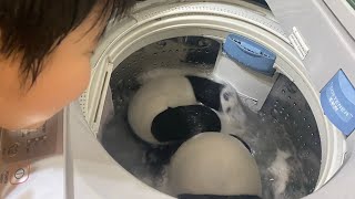 My 2 pandas swimming in the washing machine 🐼