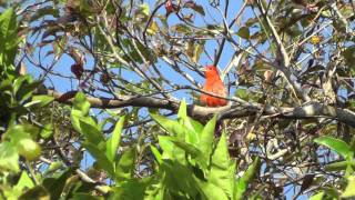 Summer Tanager-Honduras Coffee Farm