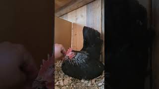 Japanese Bantam hen is a good brood hen