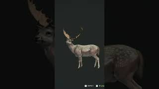 FINALLY! A Diamond White Fur Type Fallow Deer! #thehuntercallofthewild #thehunter17 #shorts