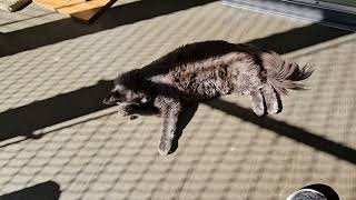 Shelter Cat Margaret Mary Shows Off Her Photosynthesis Skills [REAL]