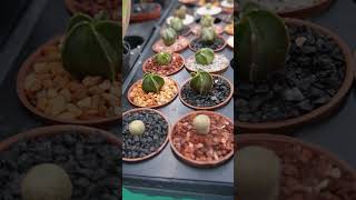 Cactaceas, huernias, euphorbias, lithops y echeverias son las principales suculentas coleccionables!