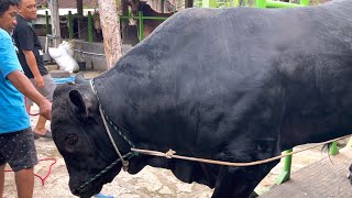 SAPI HITAM ANAK BLACK MAMBA‼️sore hari Kandang Pedalaman🔥