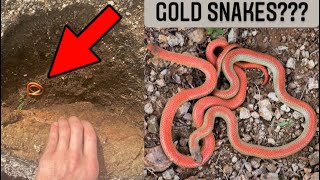 Searching for Crazy Orange Snakes!