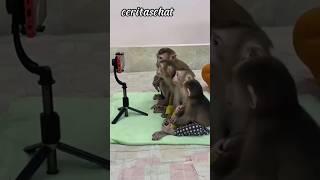 Monyet nonton Tv #shorts #animals #kocak #monkey #viral