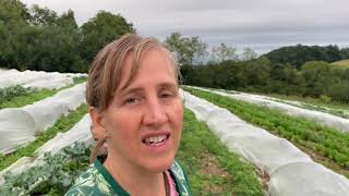 Kids help me check on the new lettuce plants for the fall farm share boxes