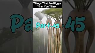 Thinks that are bigger than you think  #random  #reels #things  #trending #shorts #bigger