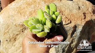 Quick Peek: Cotyledon ladismithiensis Bear's Paw