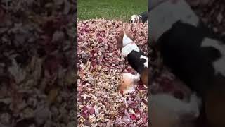 #dogs #best hide and seek in a pile of leaves #bassethounds #dogshorts #doglover