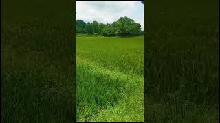 Kollamkottu #shortvideo #nature #naturelovers #shorts #shotos #567