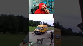 Dogs Barking At Mailman