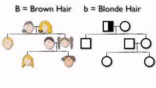 What are Pedigree Charts