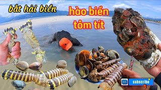 Bắt hải sản mùa nước cạn gặp được sò mòng - tôm tít vàng siêu to | bắt & ăn ngay khi còn tươi sống